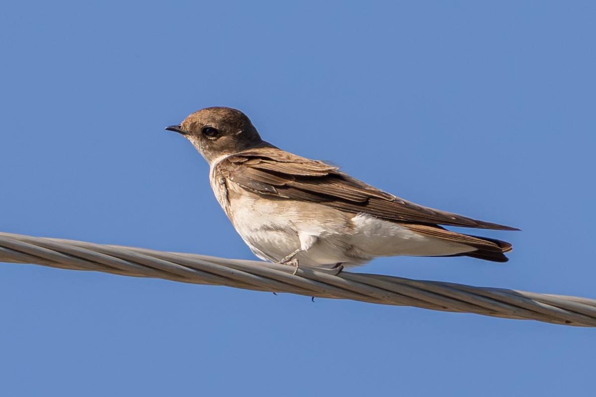 Northern Rough-winged Swallow - ML617407814