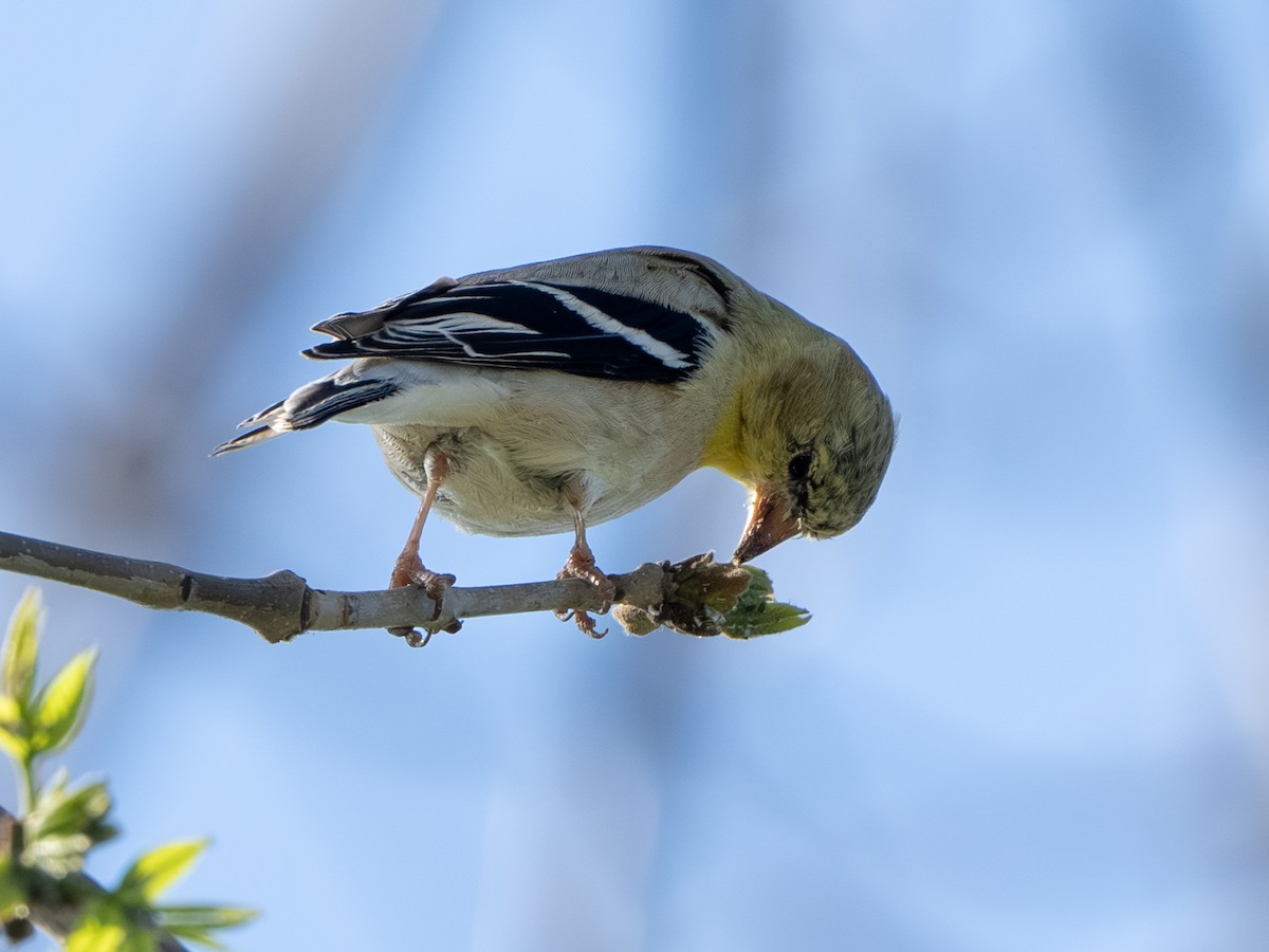 American Goldfinch - ML617407820