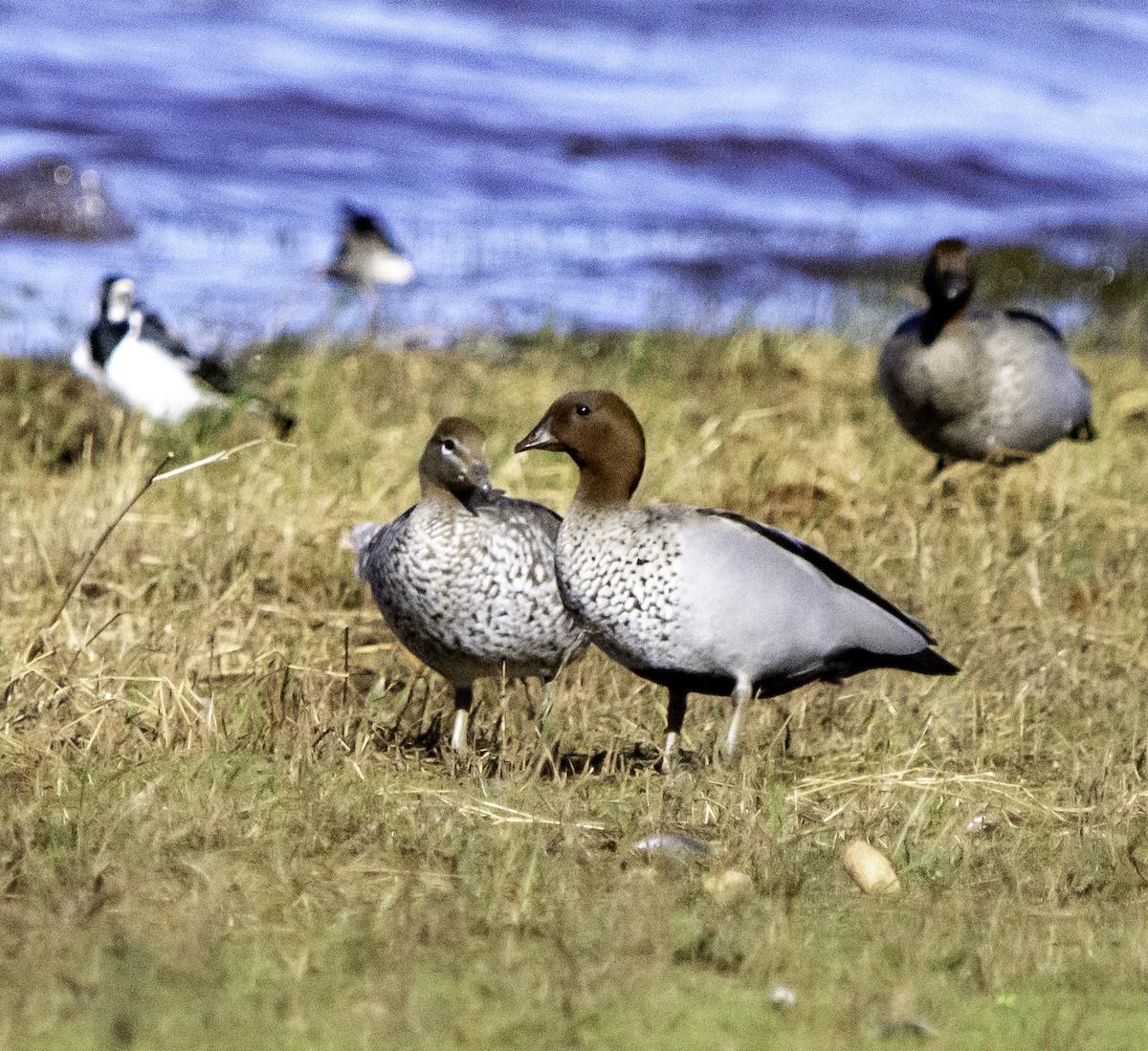 Maned Duck - Rebel Warren and David Parsons