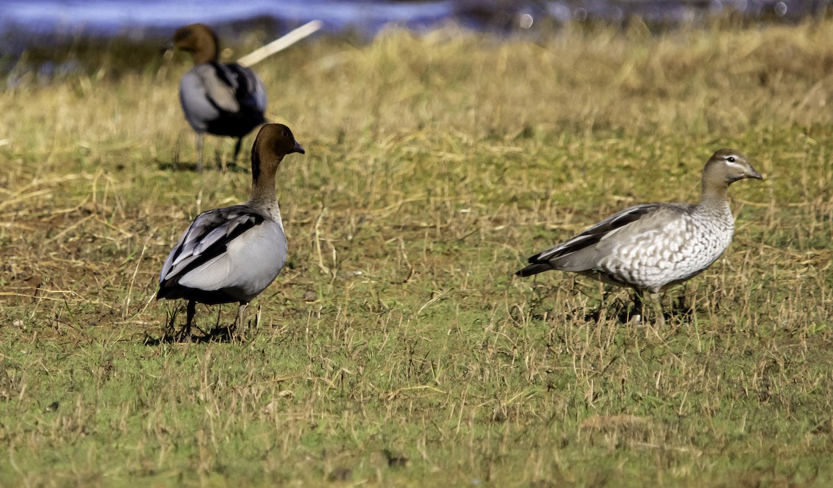 Maned Duck - Rebel Warren and David Parsons