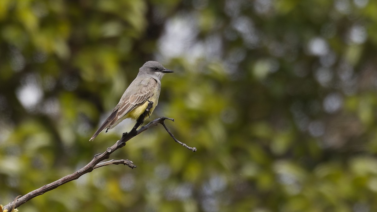 Cassin's Kingbird - ML617407836