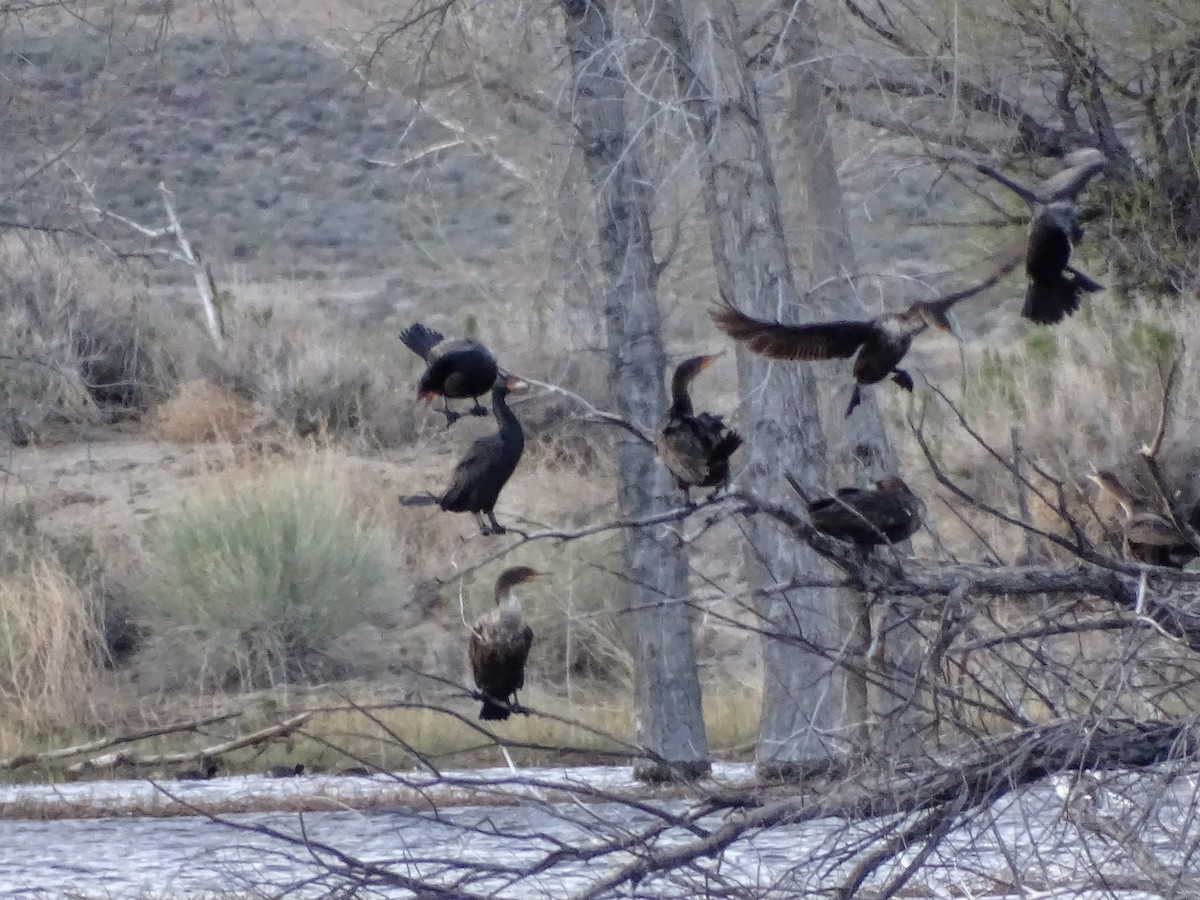 Double-crested Cormorant - ML617407843