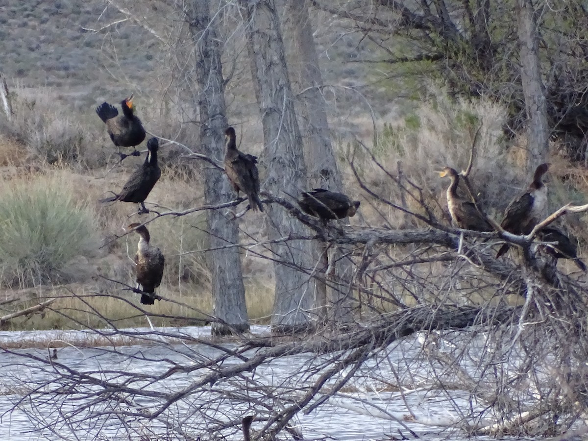 Double-crested Cormorant - ML617407844