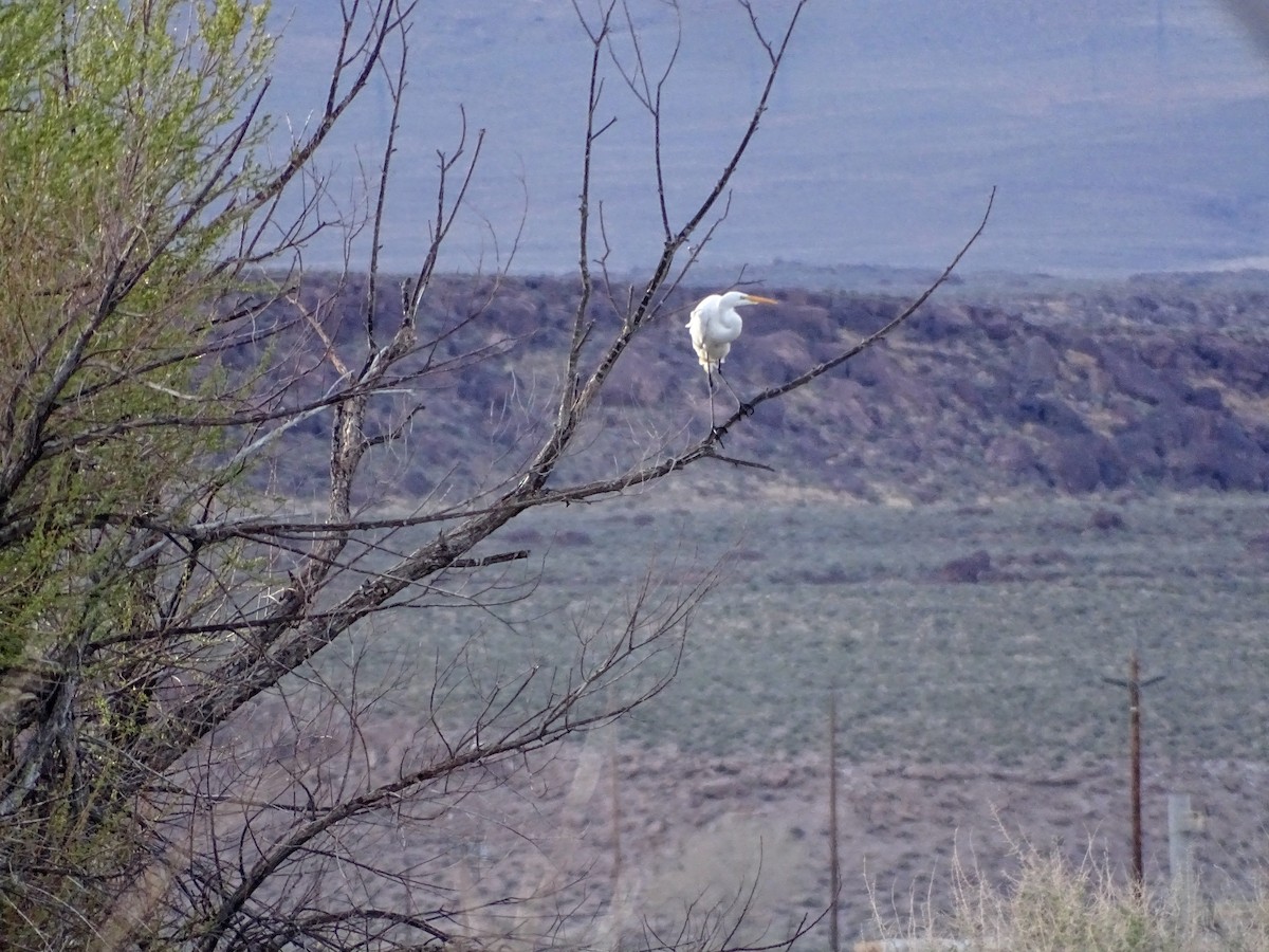 Great Egret - ML617407848