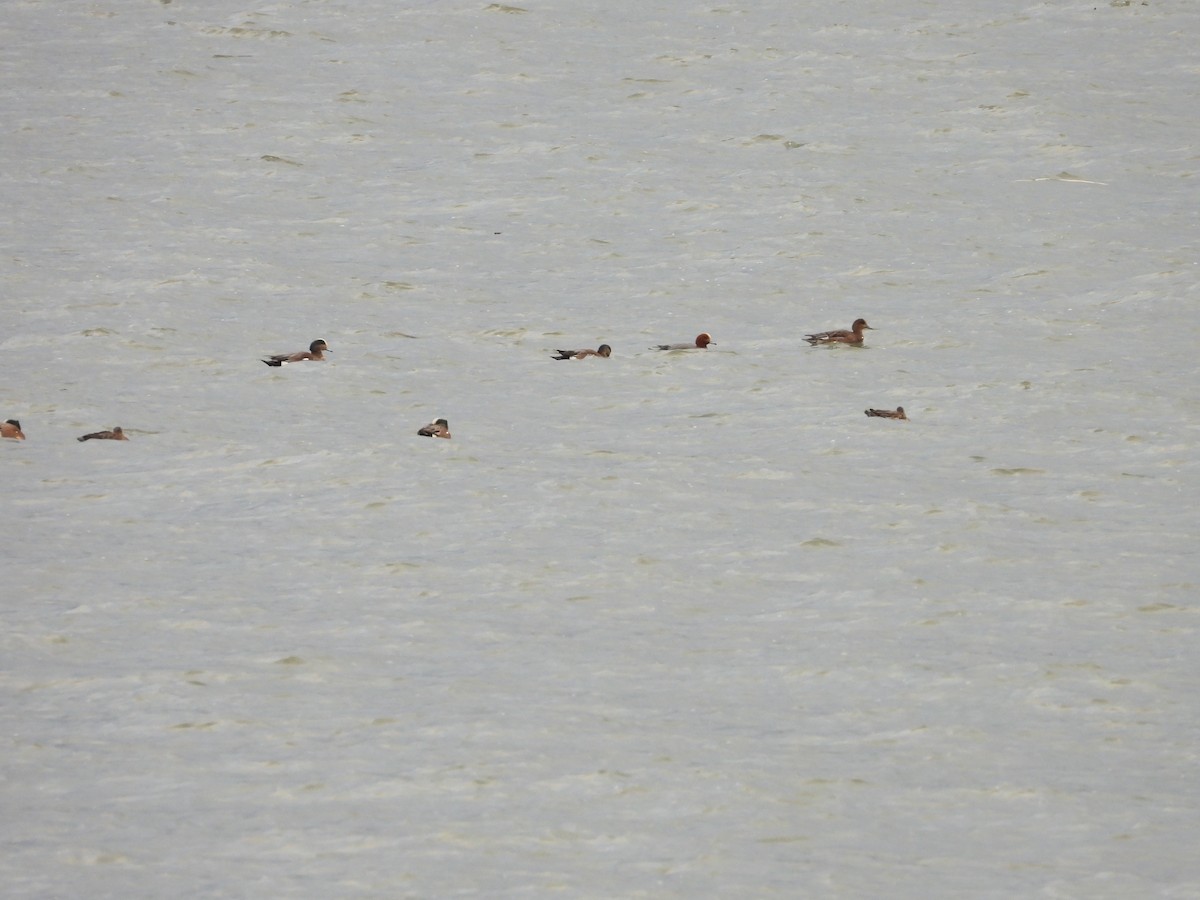 Eurasian Wigeon - ML617407868