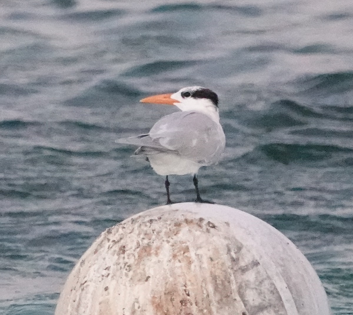 Royal Tern - ML617407933