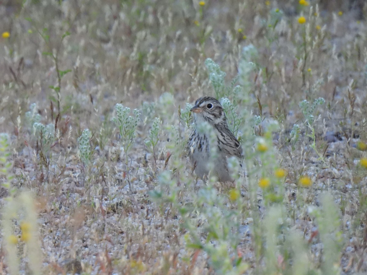 Vesper Sparrow - ML617408009