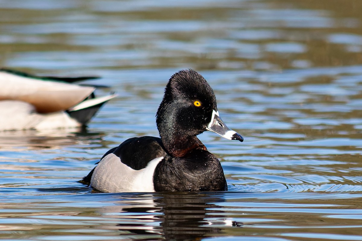 Ring-necked Duck - ML617408010