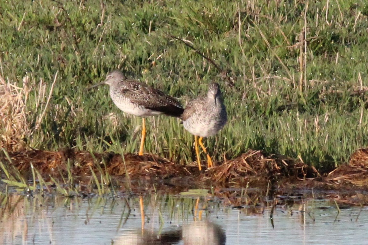 Greater Yellowlegs - ML617408026