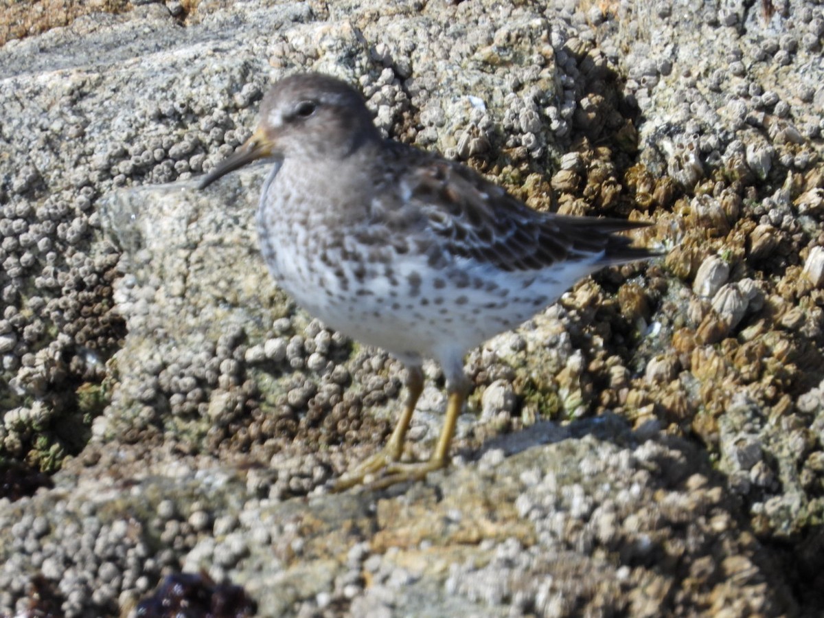 Rock Sandpiper - ML617408043