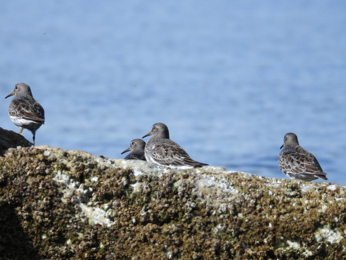 Rock Sandpiper - Edward Jordan