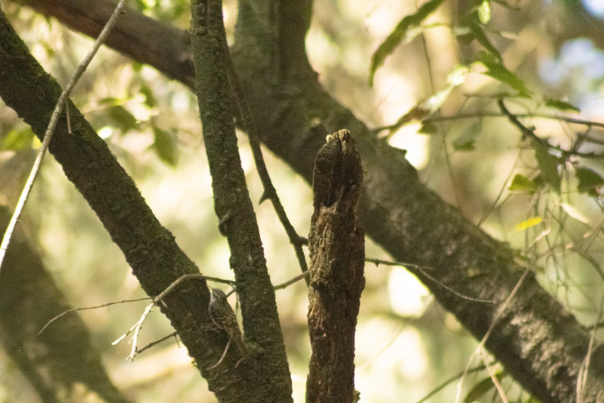 Brown Creeper - Hanji Eduardo Alegría Ovando