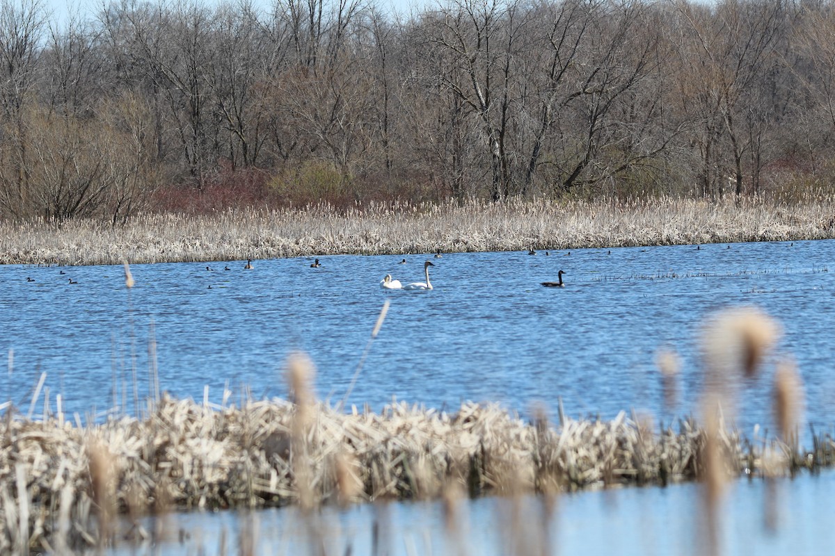 Trumpeter Swan - Leslie Andrich