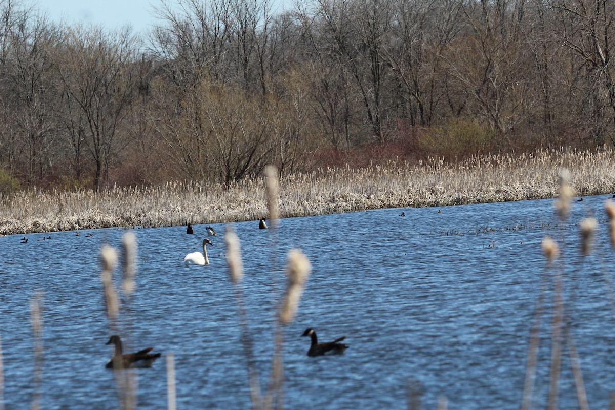 Trumpeter Swan - Leslie Andrich