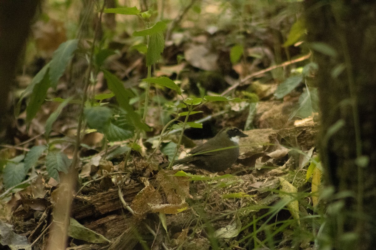 Green-striped Brushfinch - ML617408128