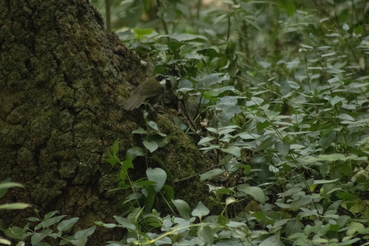 Green-striped Brushfinch - ML617408129