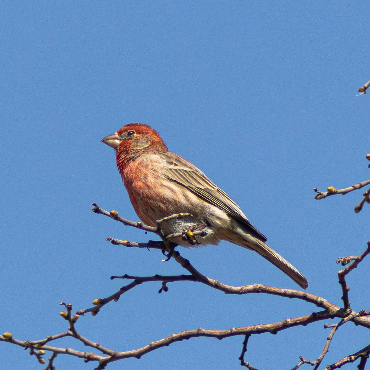 House Finch - ML617408155