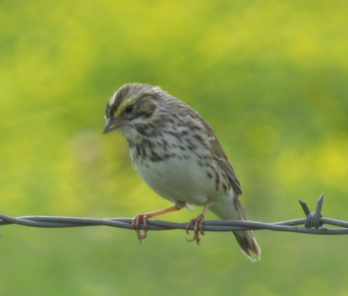Savannah Sparrow - ML617408176