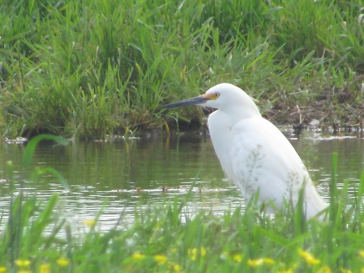 Snowy Egret - ML617408215