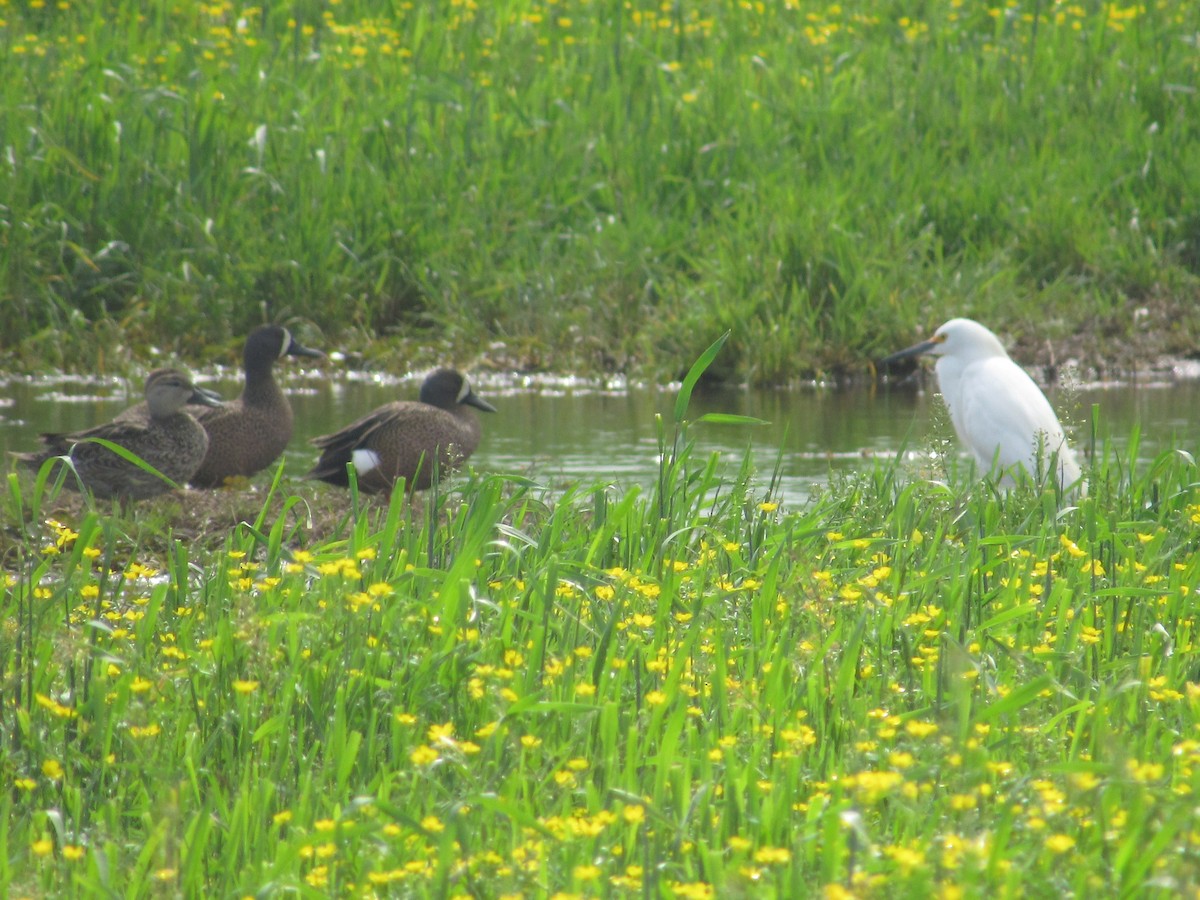 Snowy Egret - ML617408216