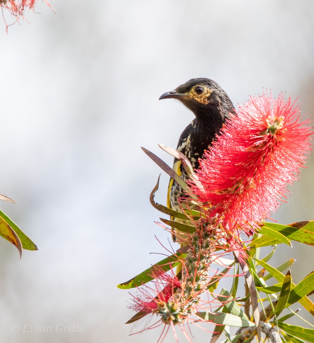 Regent Honeyeater - Ethan Grills