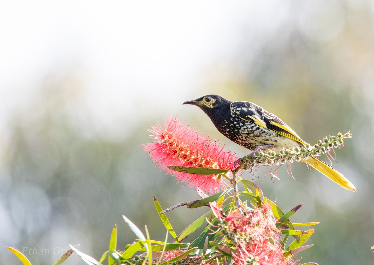 Regent Honeyeater - Ethan Grills