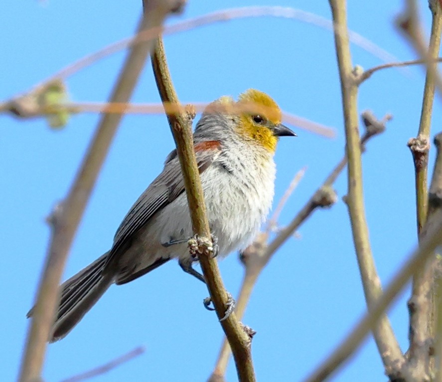 Verdin - Dale & Margaret Raven