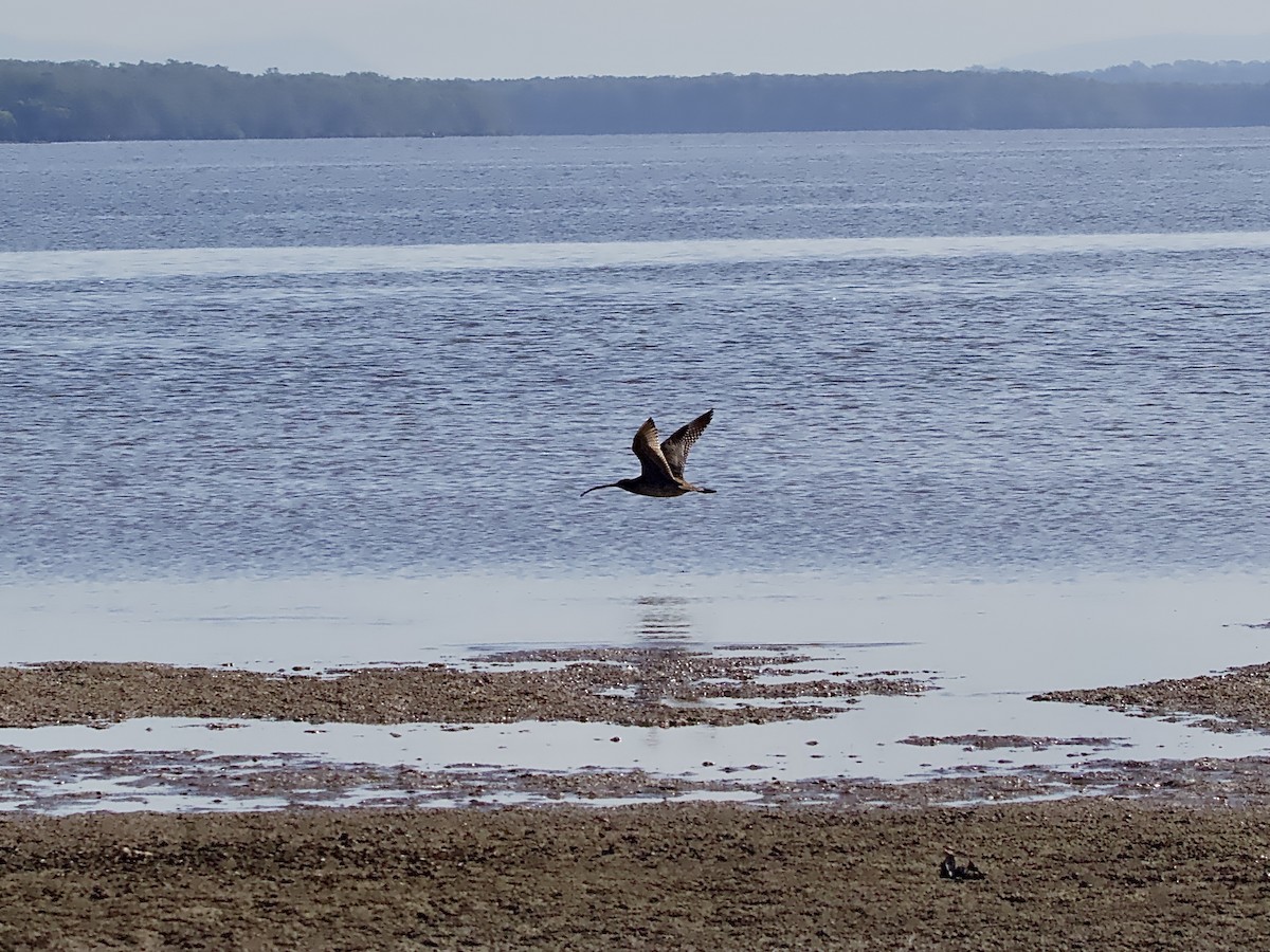 Far Eastern Curlew - ML617408293