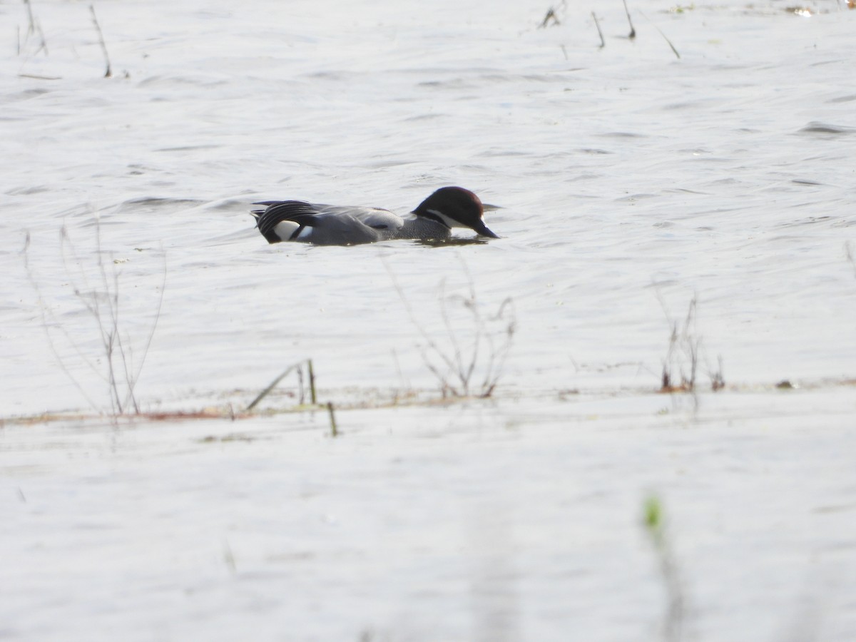 Falcated Duck - Sławomir Karpicki