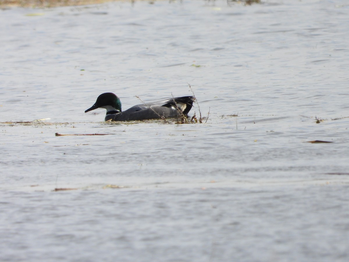 Falcated Duck - Sławomir Karpicki