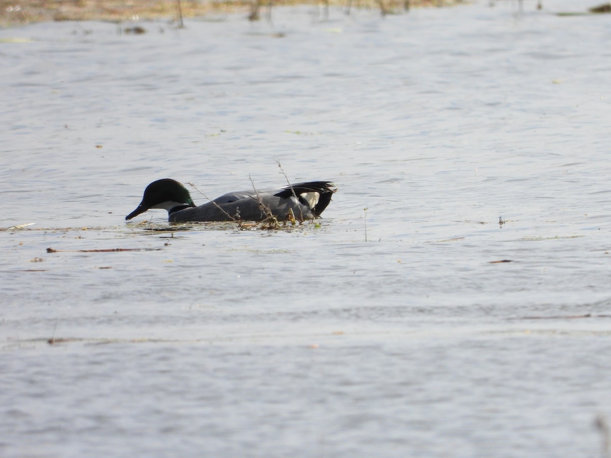 Falcated Duck - Sławomir Karpicki