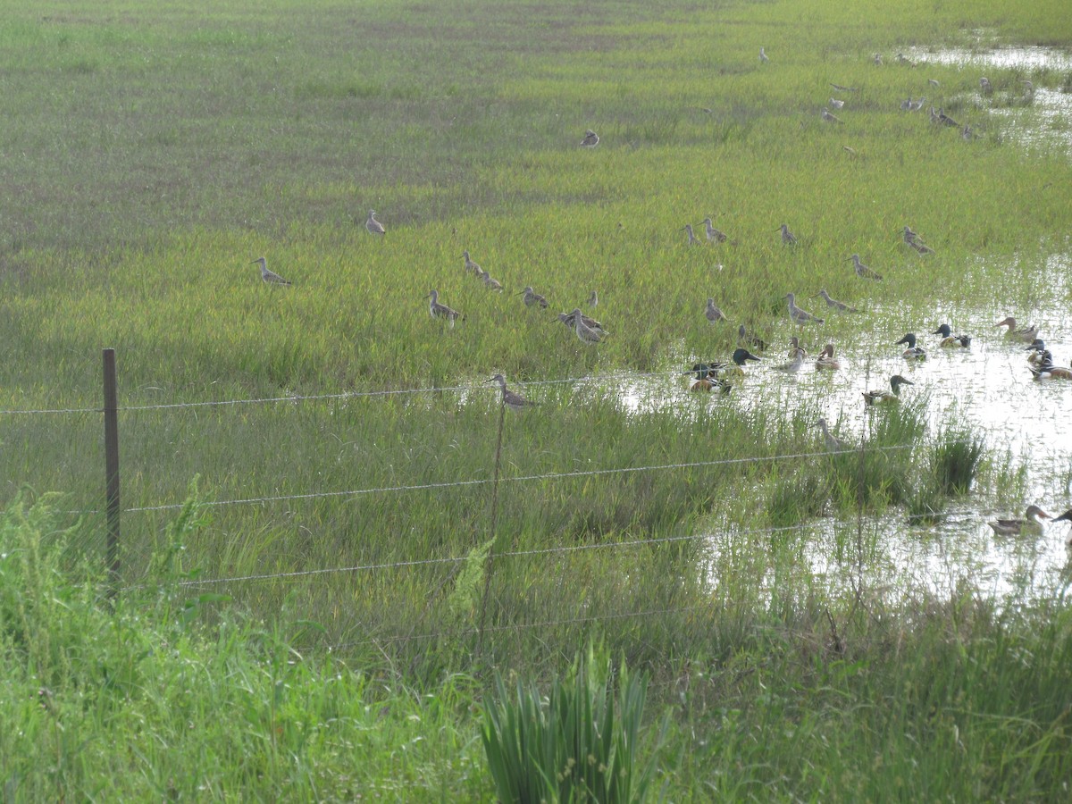 Greater Yellowlegs - ML617408334