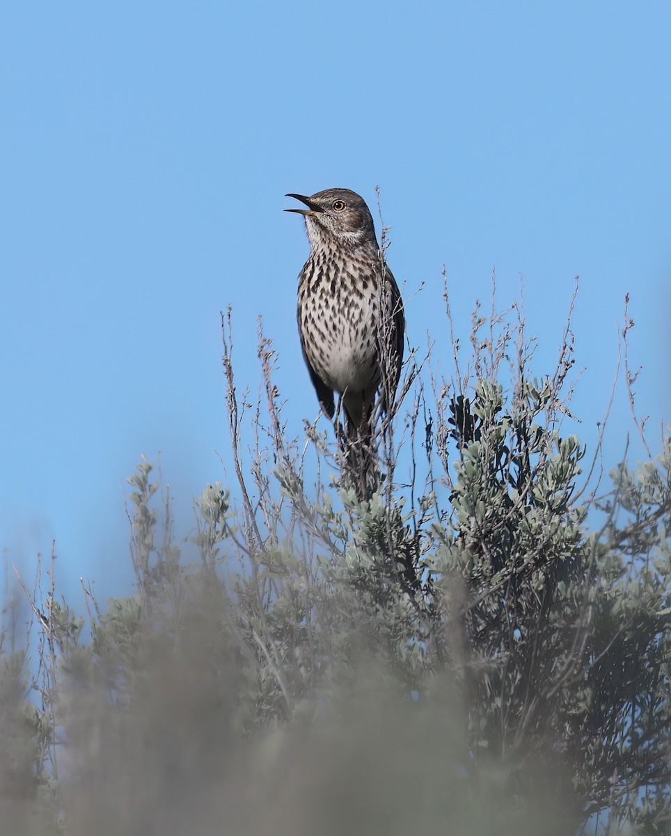 Sage Thrasher - ML617408338