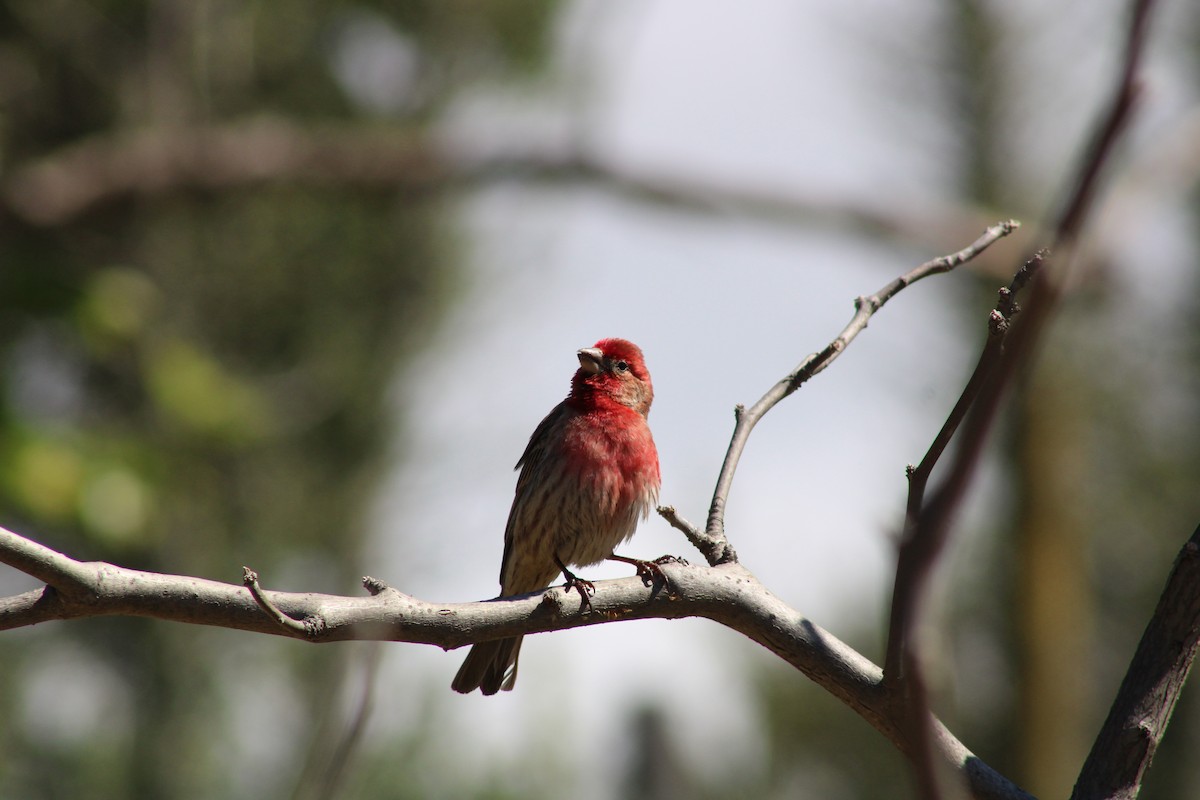 House Finch - ML617408340