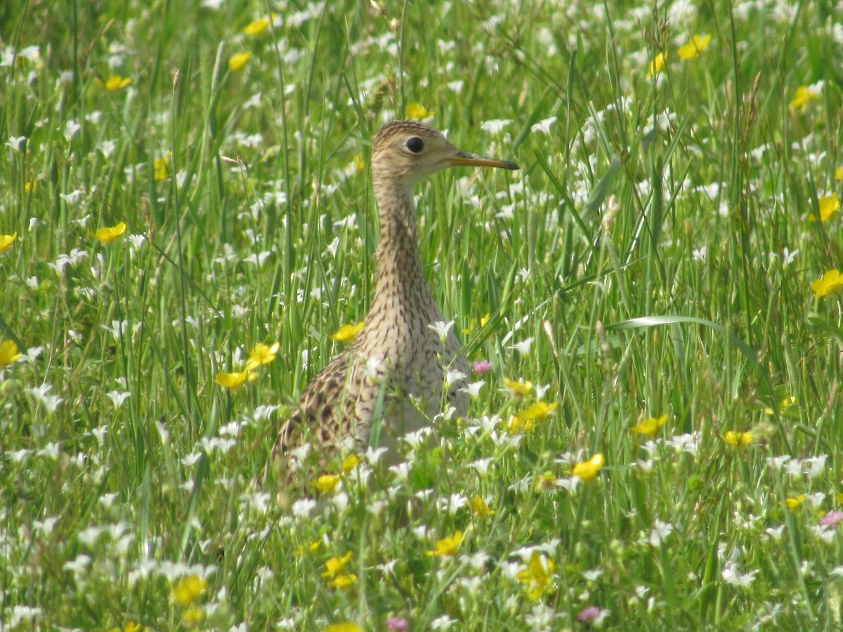Upland Sandpiper - ML617408354