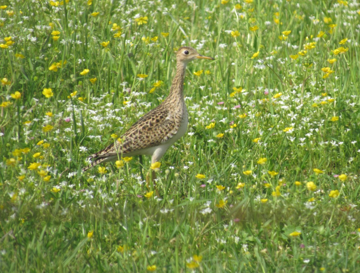 Upland Sandpiper - ML617408355