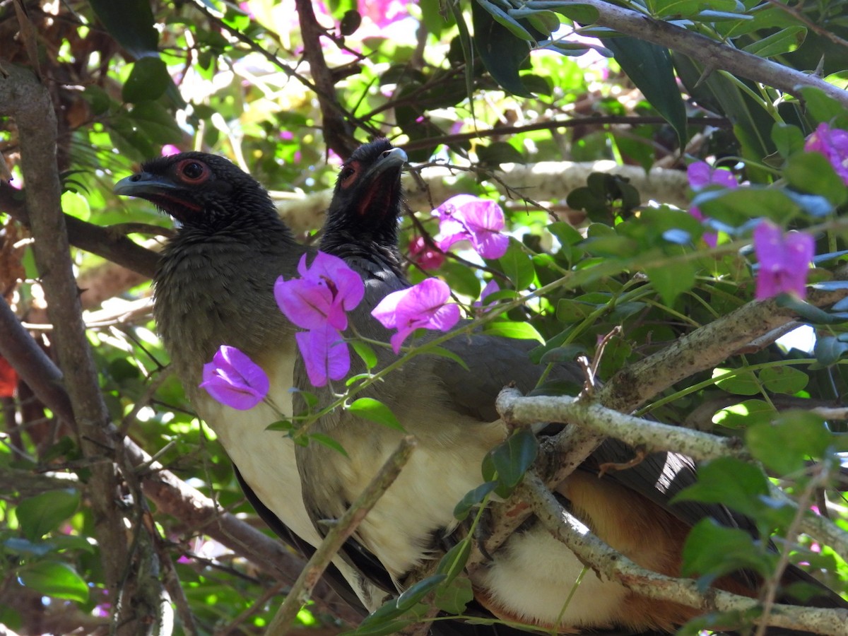 West Mexican Chachalaca - Edward Jordan