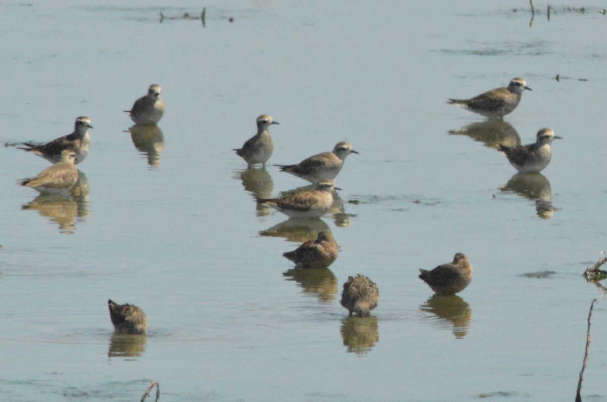 American Golden-Plover - ML617408564