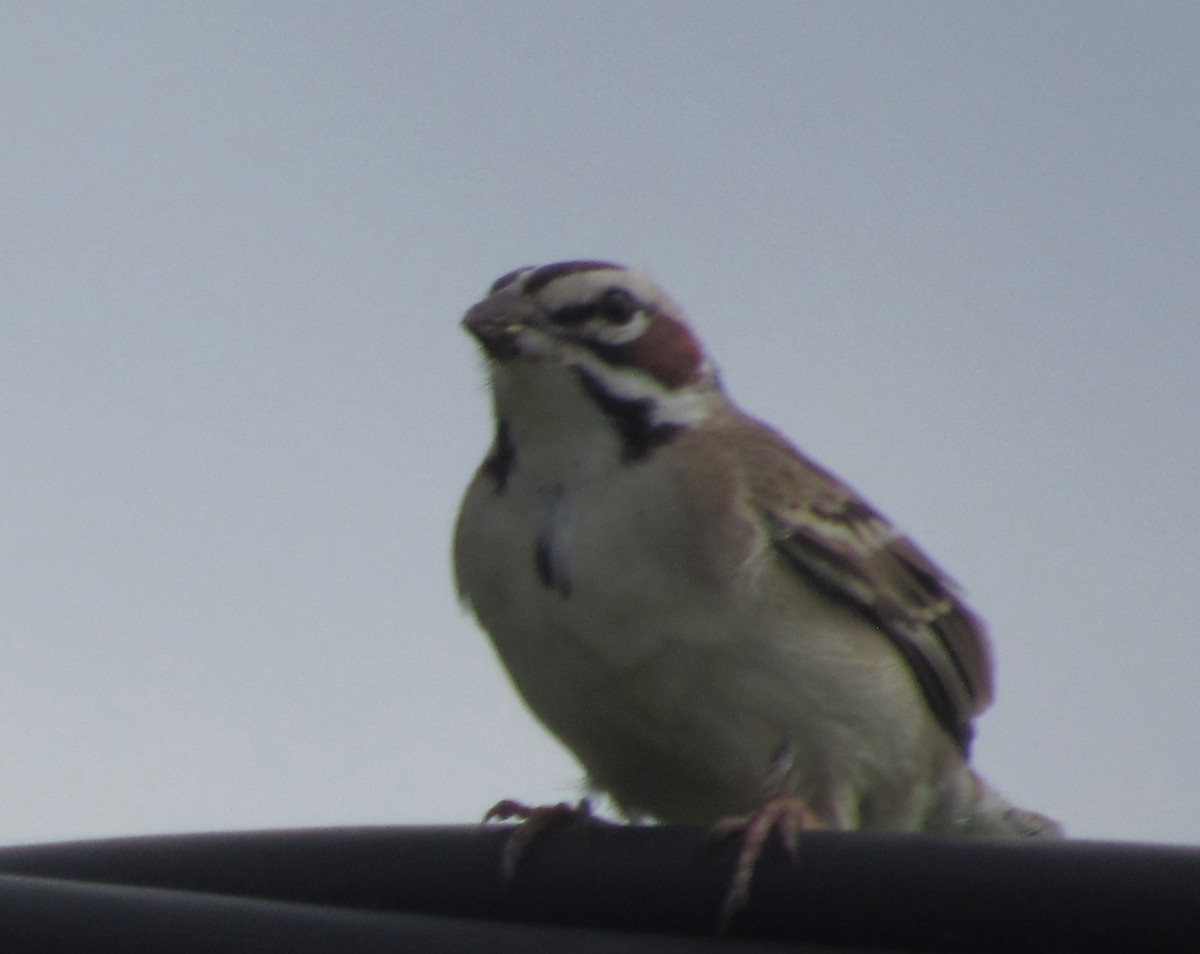Lark Sparrow - ML617408624
