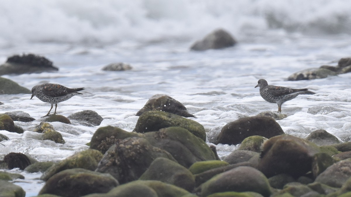 Surfbird - ML617408643