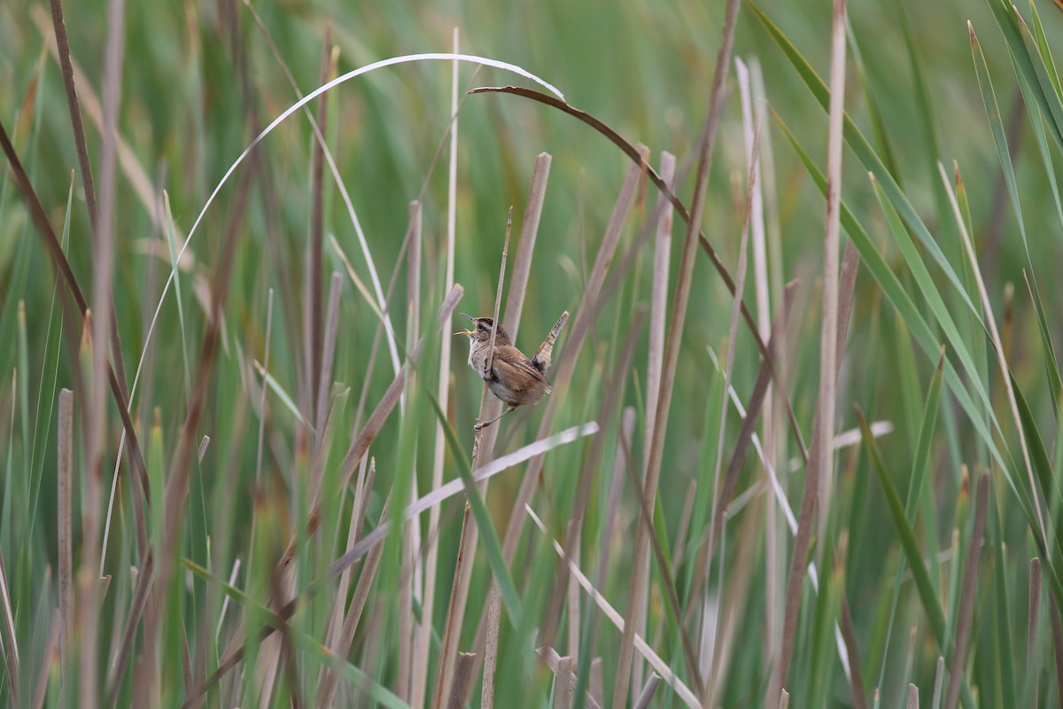 Marsh Wren - ML617408676