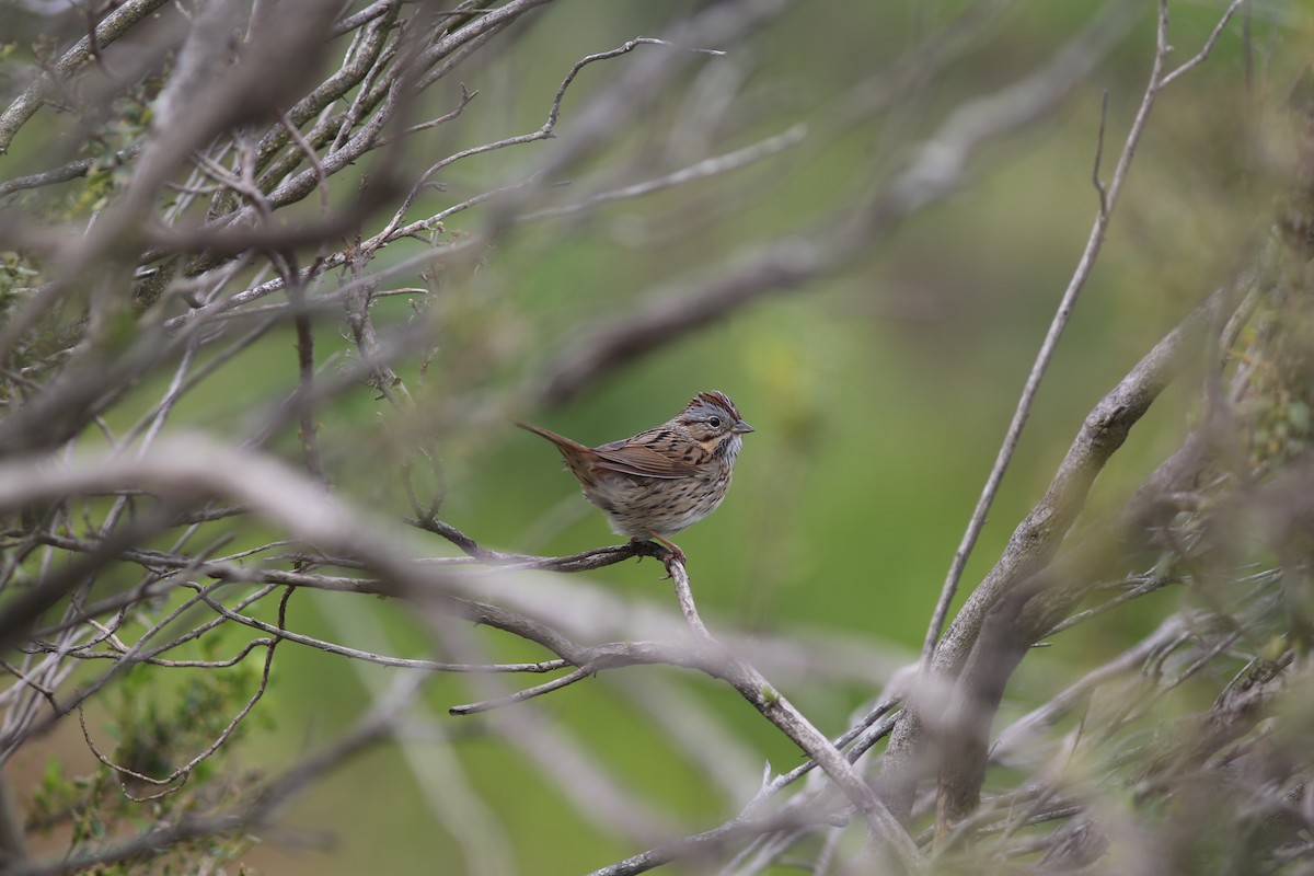 Lincoln's Sparrow - ML617408681