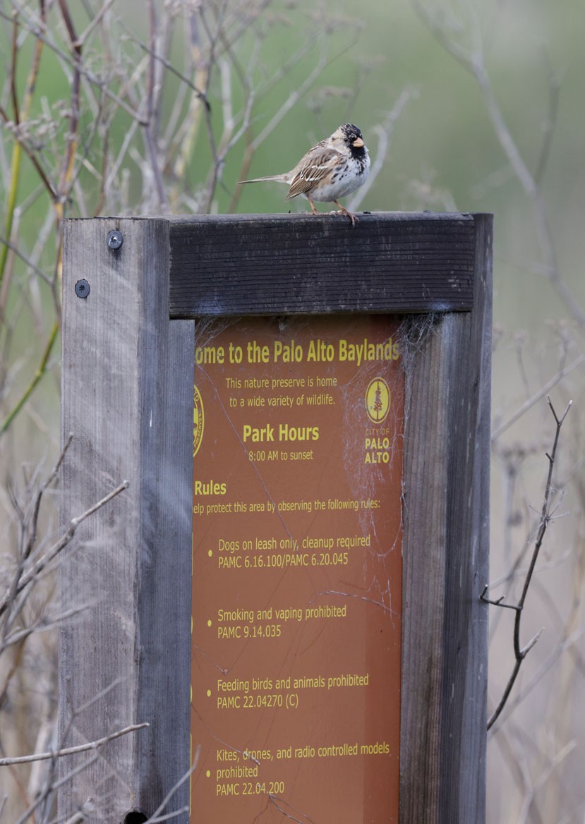 Harris's Sparrow - ML617408750