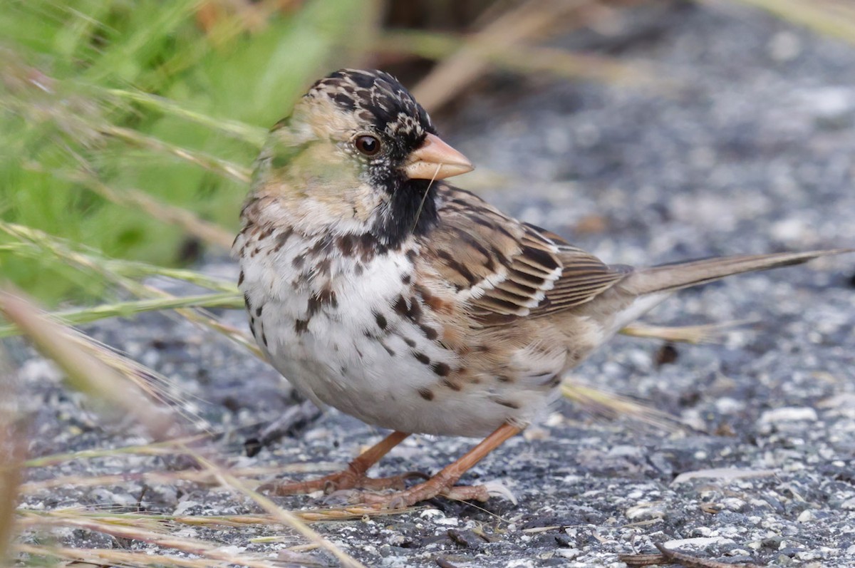 Harris's Sparrow - ML617408752