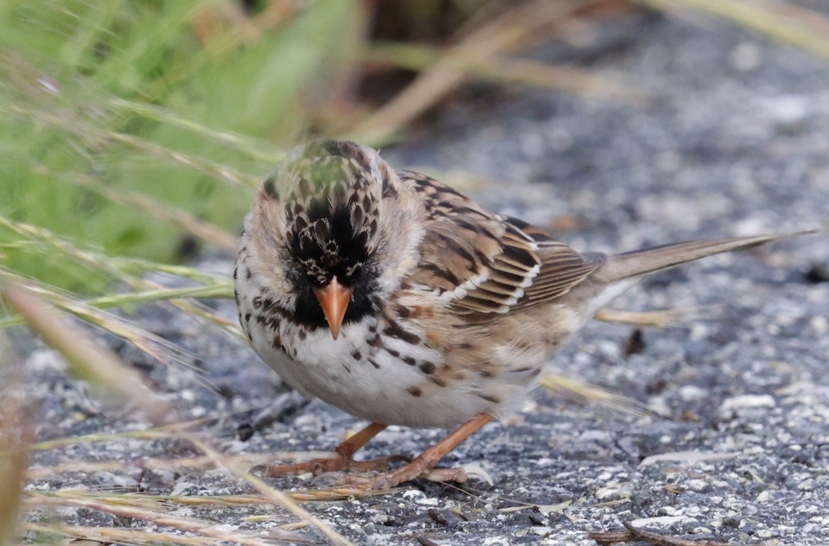 Harris's Sparrow - ML617408754
