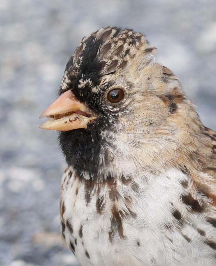 Harris's Sparrow - ML617408755