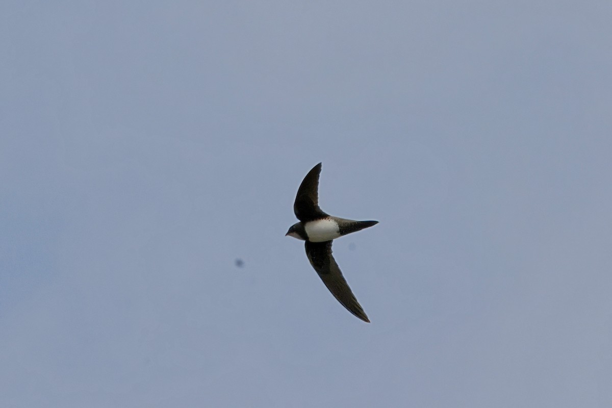 Alpine Swift - ML617408756