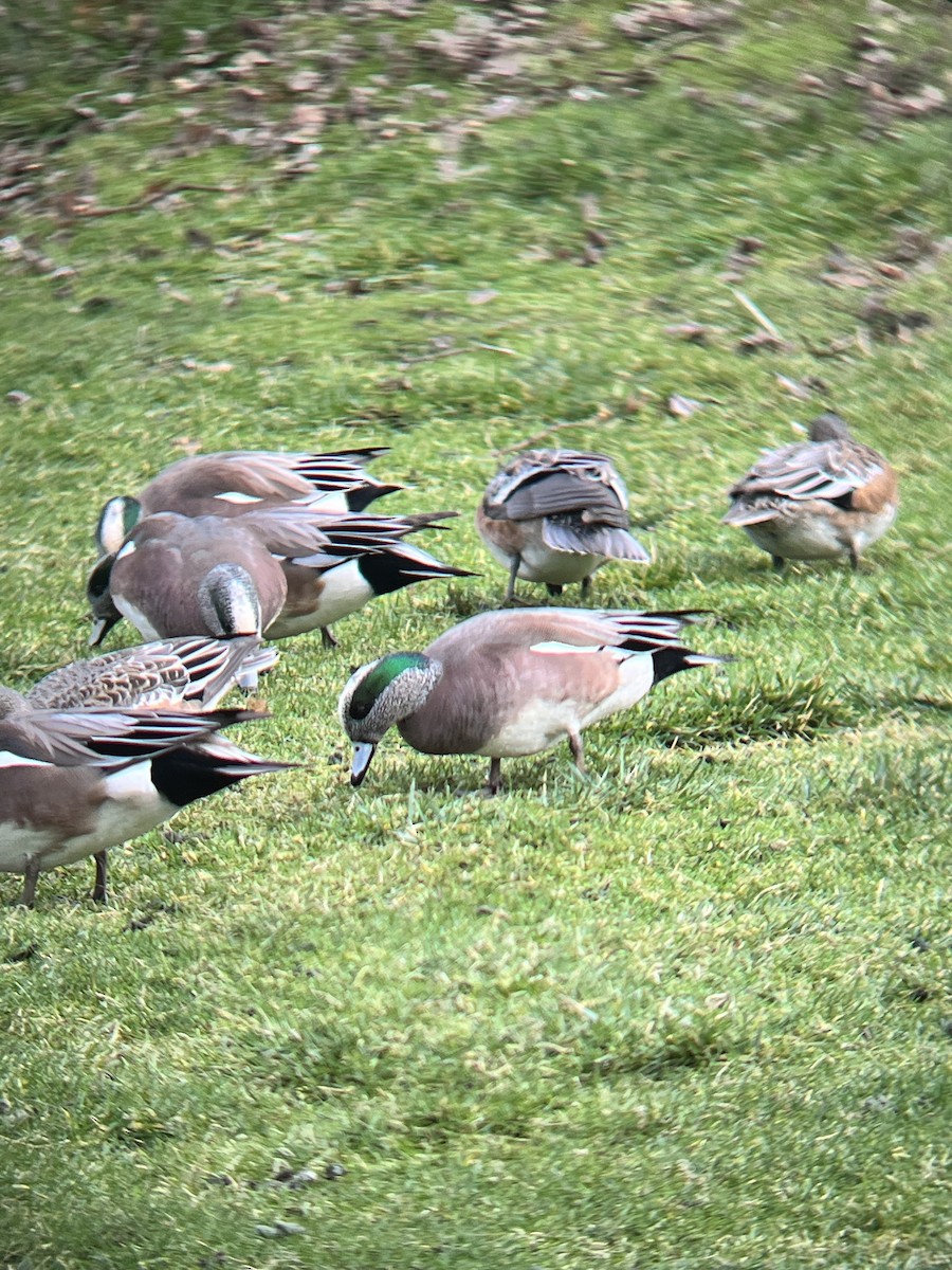 American Wigeon - ML617408776