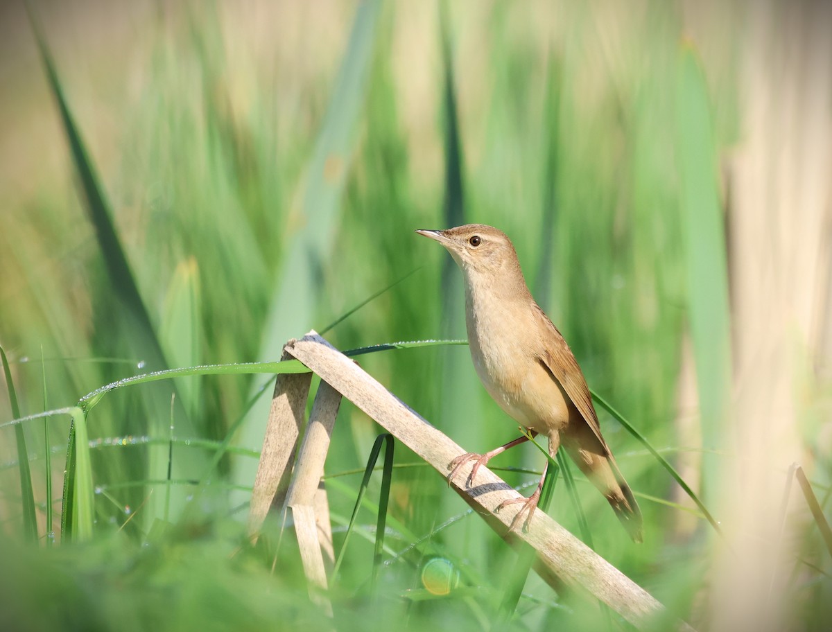 Savi's Warbler - ML617408778