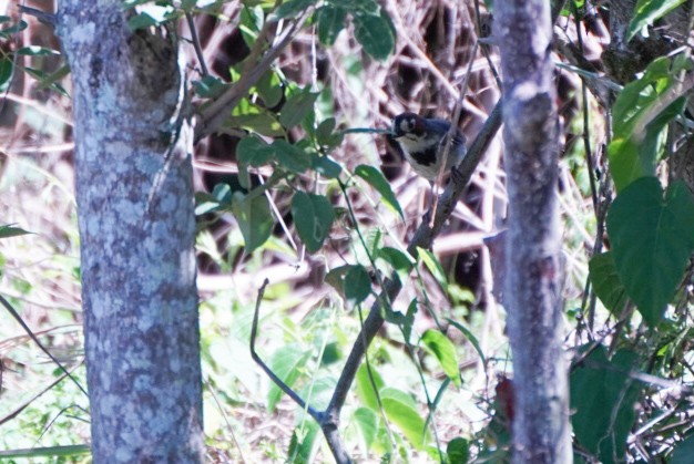 Cabanis's Ground-Sparrow - ML617408782